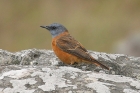 Cape Rock Thrush by Mick Dryden