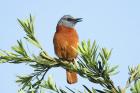 Cape Rock Thrush by Mick Dryden