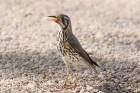 Groundscraper Thrush by Mick Dryden