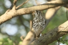 Groundscraper Thrush by Mick Dryden