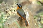 White-browed Robin-chat by Mick Dryden White-browed Robin-chat by Mick Dryden