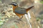 White-browed Robin-chat by Mick Dryden