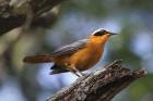 White-browed Robin-chat by Mick Dryden