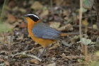 White-browed Robin-chat by Mick Dryden