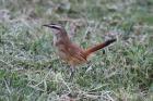 Kalahari Scrub-robin by Mick Dryden