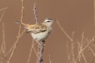 Kalahari Robin by Mick Dryden