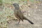 Karoo Bush Robin by Mick Dryden