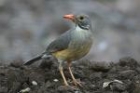 Kurrichane Thrush by Mick Dryden Kurrichane Thrush by Mick Dryden