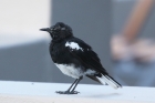 Mountain Wheatear by Mick Dryden