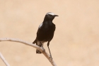 Mountain Wheatear by Mick Dryden