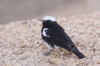 Mountain Wheatear by Mick Dryden