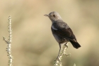 Mountain Wheatear by Mick Dryden