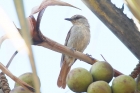 Rufous tailed Palm Thrush by Mick Dryden