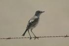 Sickle-winged Chat by Mick Dryden