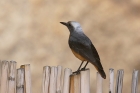 Short toed Rock Thrush by Mick Dryden