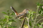 White browed Scrub Robin by Mick Dryden White browed Scrub Robin by Mick Dryden