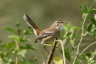 White browed Scrub Robin by Mick Dryden