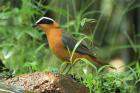 White-browed Robin Chat by Mick Dryden White-browed Robin Chat by Mick Dryden