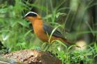 White-browed Robin Chat by Mick Dryden