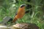 White-browed Robin Chat by Mick Dryden