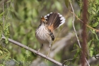 White browed Scrub Robin by Mick Dryden