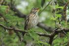 White-browed Scrub Robin by Mick Dryden