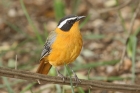 White browed Robin Chat by Mick Dryden