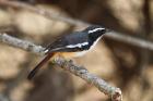 White-throated Robin Chat by Mick Dryden