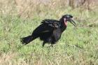 Abyssinian Ground Hornbill by Mick Dryden