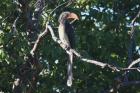 Crowned Hornbill by Mick Dryden Crowned Hornbill by Mick Dryden