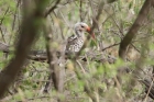 Damara Hornbill by Mick Dryden