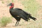 Southern Ground Hornbill by Mick Dryden