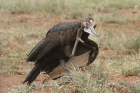 Southern Ground Hornbill by Mick Dryden Southern Ground Hornbill by Mick Dryden