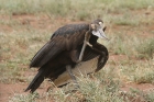 Southern Ground Hornbill by Mick Dryden