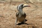 Grey Hornbill by Mick Dryden