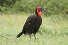 Southern Ground Hornbill by Mick Dryden