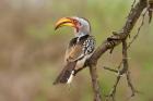 Southern Yellow-billed Hornbill by Mick Dryden