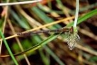 Common Blue Damselfly by Richard Perchard Common Blue Damselfly by Richard Perchard