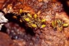 Common Wasps by Richard Perchard Common Wasps by Richard Perchard