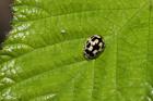Ladybird by Richard Perchard Ladybird by Richard Perchard