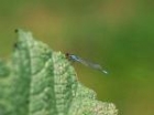 Red-eyed Damselfly by Richard Perchard Red-eyed Damselfly by Richard Perchard