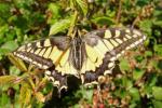 Swallowtail by Tim Ransom