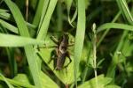 Wood cricket by Richard Perchard