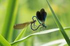 Beautiful Demoiselle by Roy Filleul