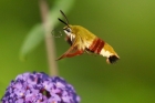 Broad-bordered Bee Hawkmoth by Mick Dryden