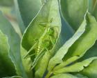 Bush Cricket by Andrew Greenwood Bush Cricket by Andrew Greenwood