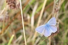 Common Blue by Vikki Robertson