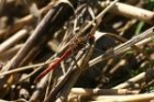 Common Darter by Mick Dryden Common Darter by Mick Dryden