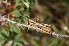 Common Tield Grasshopper by Richard Perchard