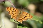 Comma by Mick Dryden